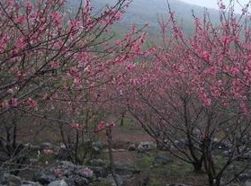 桃花谷自然风景区