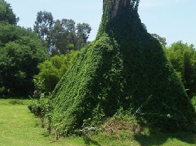 三亚南山寺