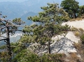 龙须山