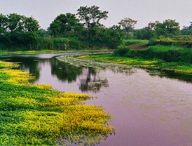 西溪国家湿地公园