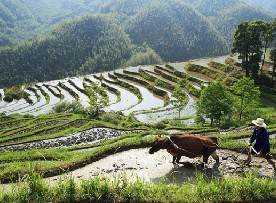 谢坪梯田